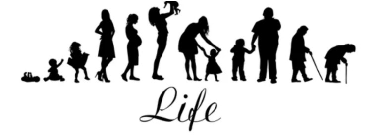 Life Cycle of a Woman, Shutterstock